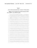 NUCLEIC ACID AND CORRESPONDING PROTEIN ENTITLED 162P1E6 USEFUL IN     TREATMENT AND DETECTION OF CANCER diagram and image