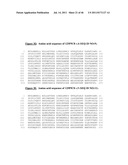 NUCLEIC ACID AND CORRESPONDING PROTEIN ENTITLED 162P1E6 USEFUL IN     TREATMENT AND DETECTION OF CANCER diagram and image