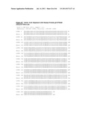 NUCLEIC ACID AND CORRESPONDING PROTEIN ENTITLED 162P1E6 USEFUL IN     TREATMENT AND DETECTION OF CANCER diagram and image