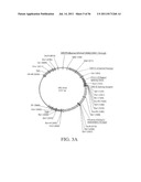 INFLUENZA DNA VACCINATION AND METHODS OF USE THEREOF diagram and image
