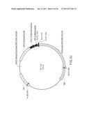INFLUENZA DNA VACCINATION AND METHODS OF USE THEREOF diagram and image