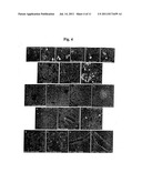 Multipotent Adult Stem Cells, Sources Thereof, Methods of Obtaining and     Maintaining Same, Methods of Differentiation Thereof, Methods of Use     Thereof and Cells Derived Thereof diagram and image