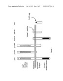 METHOD OF MODULATING CELL SURVIVAL AND REAGENTS USEFUL FOR SAME diagram and image