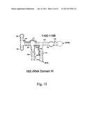 Secondary Structure Defining Database And Methods For Determining Identity     And Geographic Origin Of An Unknown Bioagent Thereby diagram and image