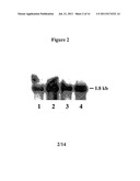 ALTERATION OF TOBACCO ALKALOID CONTENT THROUGH MODIFICATION OF SPECIFIC     CYTOCHROME P450 GENES diagram and image