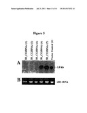 ALTERATION OF TOBACCO ALKALOID CONTENT THROUGH MODIFICATION OF SPECIFIC     CYTOCHROME P450 GENES diagram and image