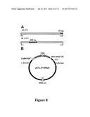 ALTERATION OF TOBACCO ALKALOID CONTENT THROUGH MODIFICATION OF SPECIFIC     CYTOCHROME P450 GENES diagram and image