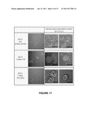 STABLE NANOEMULSIONS FOR ULTRASOUND-MEDIATED DRUG DELIVERY AND IMAGING diagram and image