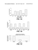 TARGETING PAX2 FOR THE INDUCTION OF DEFB1-MEDIATED TUMOR IMMUNITY AND     CANCER THERAPY diagram and image