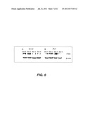 TARGETING PAX2 FOR THE INDUCTION OF DEFB1-MEDIATED TUMOR IMMUNITY AND     CANCER THERAPY diagram and image