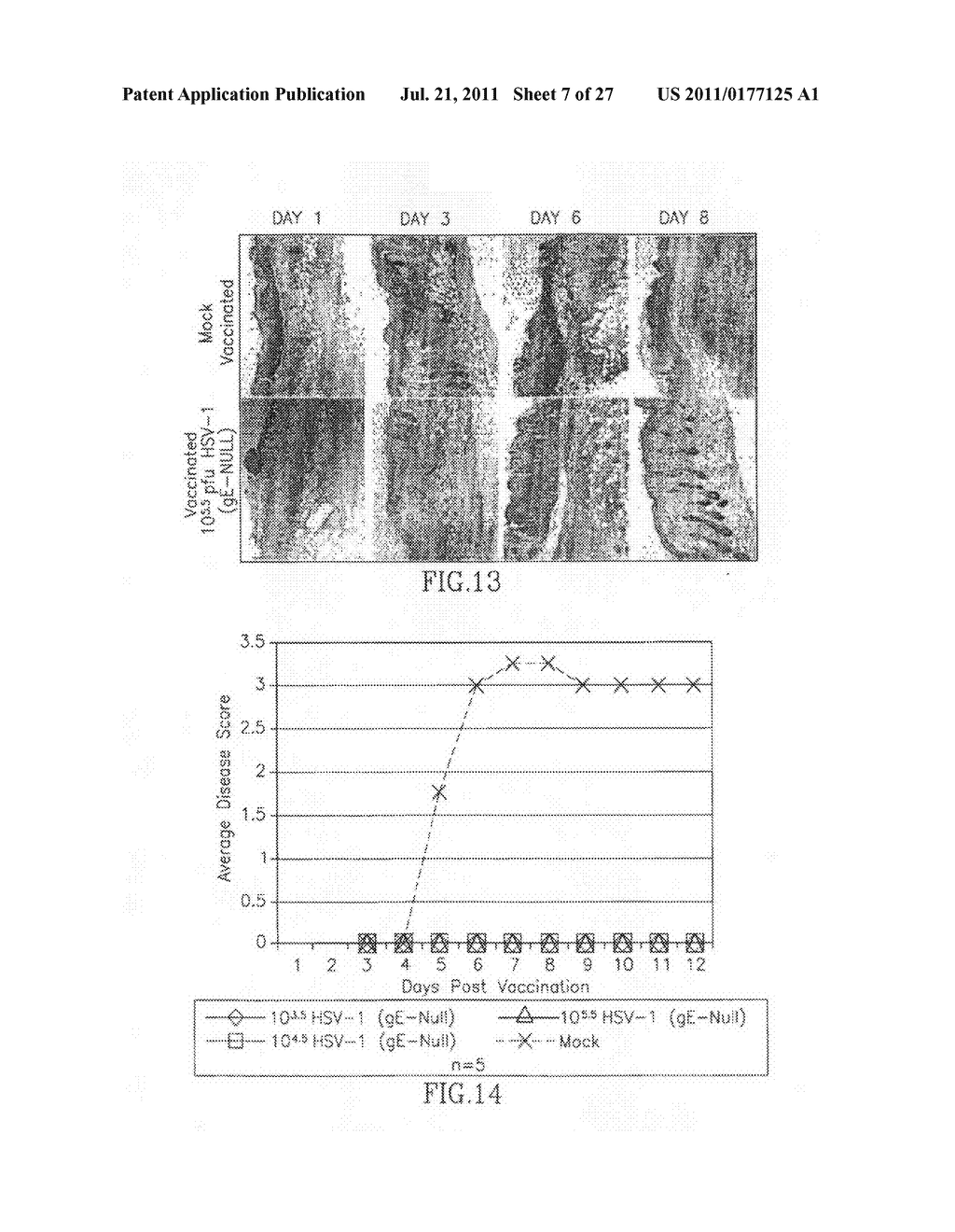 HSV-1 AND HSV-2 VACCINES AND METHODS OF USE THEREOF - diagram, schematic, and image 08