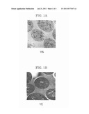 TONER, METHOD FOR PRODUCING THE SAME, AND DEVELOPER diagram and image