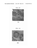 TONER, METHOD FOR PRODUCING THE SAME, AND DEVELOPER diagram and image