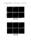 Multipotent Adult Stem Cells, Sources Thereof, Methods of Obtaining and     Maintaining Same, Methods of Differentiation Thereof, Methods of Use     Thereof and Cells Derived Thereof diagram and image