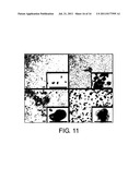 Multipotent Adult Stem Cells, Sources Thereof, Methods of Obtaining and     Maintaining Same, Methods of Differentiation Thereof, Methods of Use     Thereof and Cells Derived Thereof diagram and image