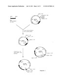 NOVEL SPINOSYN-PRODUCING POLYKETIDE SYNTHASES diagram and image