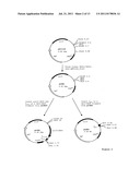 NOVEL SPINOSYN-PRODUCING POLYKETIDE SYNTHASES diagram and image