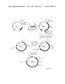 NOVEL SPINOSYN-PRODUCING POLYKETIDE SYNTHASES diagram and image