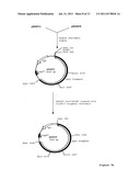 NOVEL SPINOSYN-PRODUCING POLYKETIDE SYNTHASES diagram and image