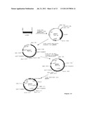 NOVEL SPINOSYN-PRODUCING POLYKETIDE SYNTHASES diagram and image