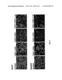 SILENCING OF CSN5 GENE EXPRESSION USING INTERFERING RNA diagram and image