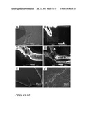 MULTIFUNCTIONAL GRAPHENE-SILICONE ELASTOMER NANOCOMPOSITE, METHOD OF     MAKING THE SAME, AND USES THEREOF diagram and image