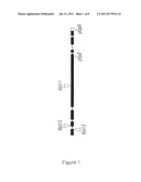 PLANTS PRODUCING 2N POLLEN diagram and image