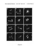 PLANTS PRODUCING 2N POLLEN diagram and image