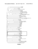 PLANTS HAVING ENHANCED YIELD-RELATED TRAITS AND A METHOD FOR MAKING THE     SAME diagram and image