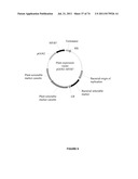 PLANTS HAVING ENHANCED YIELD-RELATED TRAITS AND A METHOD FOR MAKING THE     SAME diagram and image