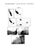 NOVEL GENES INVOLVED IN BIOSYNTHESIS diagram and image