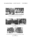 BIOCONTROL COMPOSITE MICROBIAL AGENT PSX COMBINATION FOR CONTROLLING     SEVERAL SOIL-BORNE DISEASES AND ITS BACTERIOLOGICAL COMPOSITION diagram and image