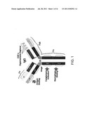 REGULATORY T CELL EPITOPES, COMPOSITIONS AND USES THEREOF diagram and image