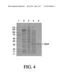 GONOCOCCAL VACCINES diagram and image