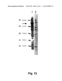 Recombinant hexose oxidase, a method of producing same and use of such     enzyme diagram and image