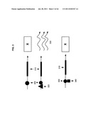 Compositions and methods for therapeutic delivery with microorganisms diagram and image