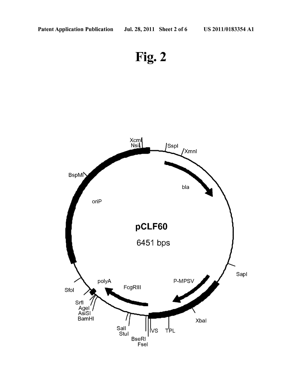 HUMAN Fc GAMMA RECEPTOR III - diagram, schematic, and image 03