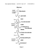 YEAST ORGANISM PRODUCING ISOBUTANOL AT A HIGH YIELD diagram and image