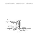 YEAST ORGANISM PRODUCING ISOBUTANOL AT A HIGH YIELD diagram and image