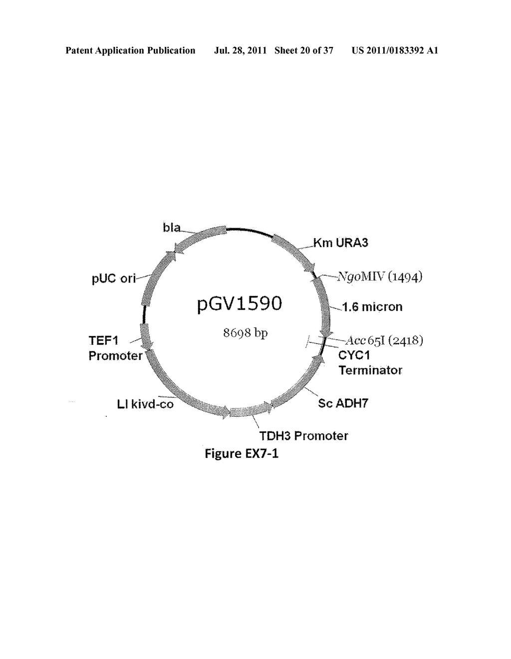 YEAST ORGANISM PRODUCING ISOBUTANOL AT A HIGH YIELD - diagram, schematic, and image 21