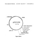 YEAST ORGANISM PRODUCING ISOBUTANOL AT A HIGH YIELD diagram and image