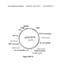 YEAST ORGANISM PRODUCING ISOBUTANOL AT A HIGH YIELD diagram and image