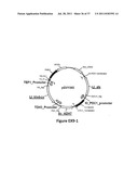 YEAST ORGANISM PRODUCING ISOBUTANOL AT A HIGH YIELD diagram and image