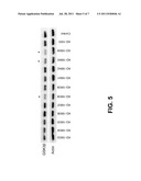 Compositions And Methods For Inhibiting Expression Of GSK-3 Genes diagram and image