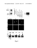 Uses and Compositions Comprising miRNAs diagram and image