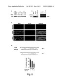 Uses and Compositions Comprising miRNAs diagram and image