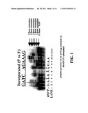 Enzymatic Nucleic Acid Synthesis: Compositions and Methods for Inhibiting     Pyrophosphorolysis diagram and image