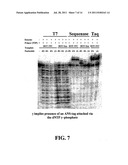 Enzymatic Nucleic Acid Synthesis: Compositions and Methods for Inhibiting     Pyrophosphorolysis diagram and image