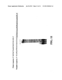 Enzymatic Nucleic Acid Synthesis: Compositions and Methods for Inhibiting     Pyrophosphorolysis diagram and image