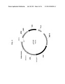 DELTA-8 DESATURASE AND ITS USE IN MAKING POLYUNSATURATED FATTY ACIDS diagram and image